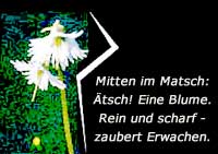 Mitten im Matsch: Ätsch! Eine Blume. Rein und scharf - zaubert Erwachen.