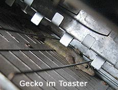 Gecko im Toaster