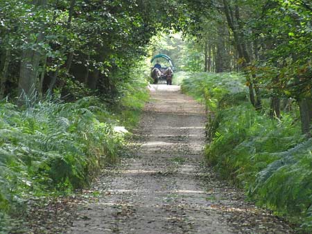 Im Wald auf dem Darss