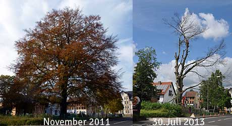 Riesiger Baum aus Sicherheitsgründen gefällt