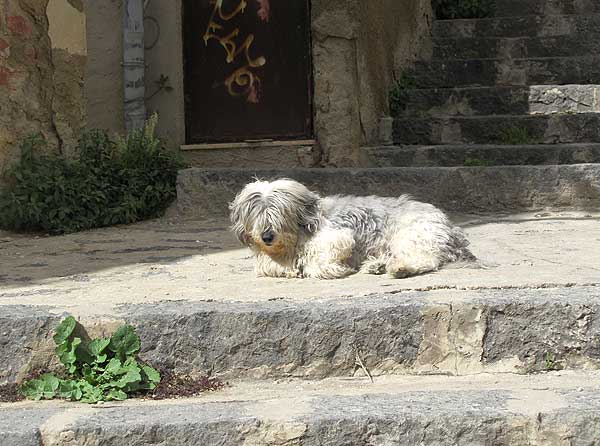 Hund in Agrigent