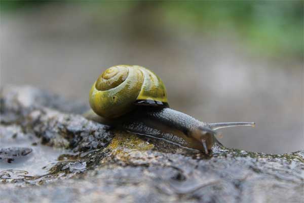 Schnecke im Regen