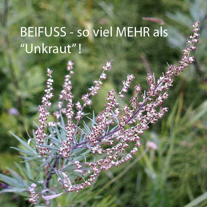 Beifuß