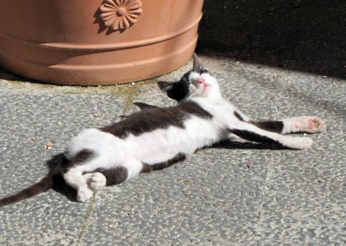 Katze in der Sonne
