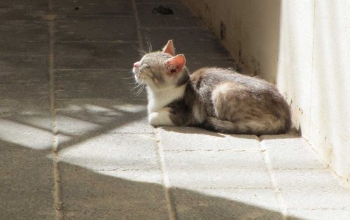 Katze in Sizilien