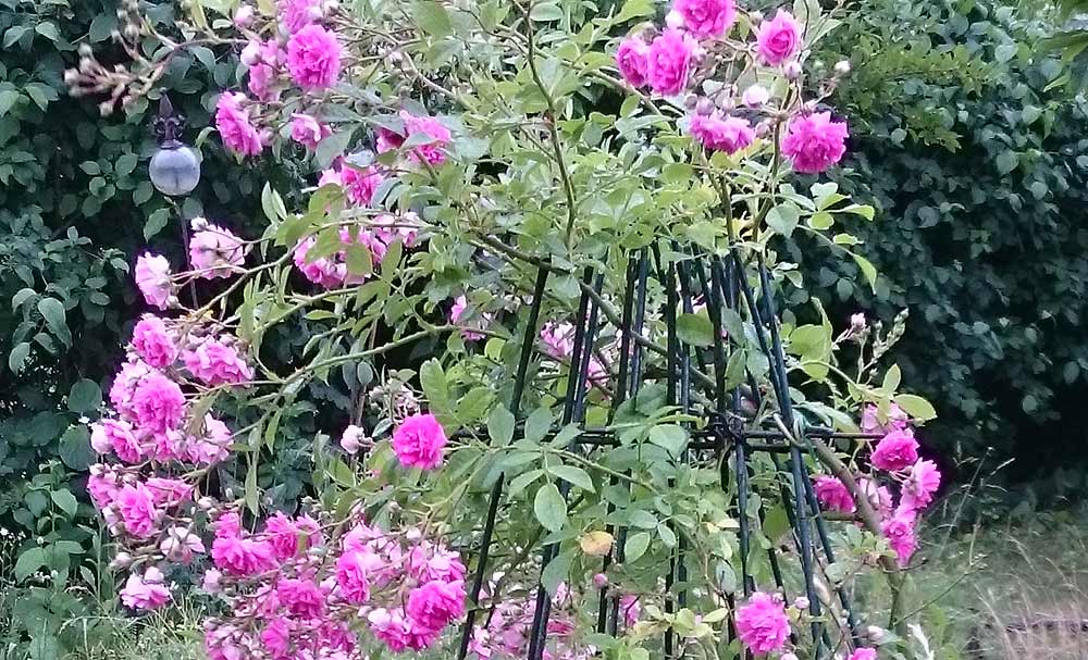 Ramblerrose im Gartenblog