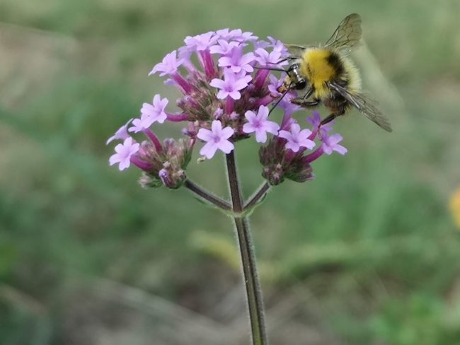 Hummel auf Verbene