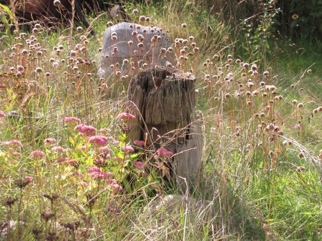 Gartenbild Grasnelken