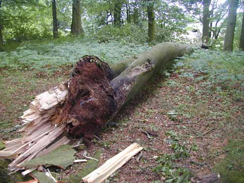 Abgebrochener Baum