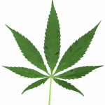 Cannabisblatt