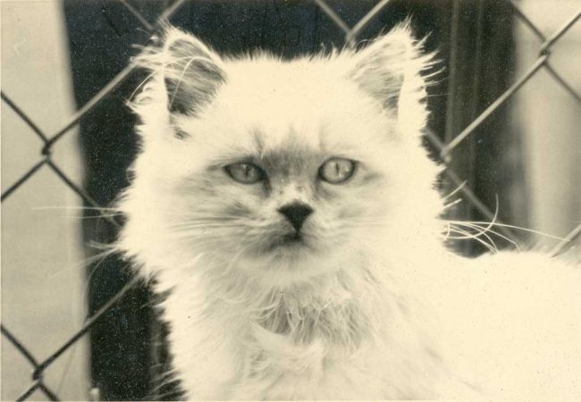Bijou, Clorpoint-Perserkatze