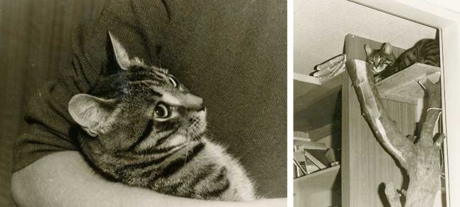 erste Katze Pussi