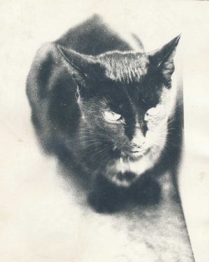 Jezebel