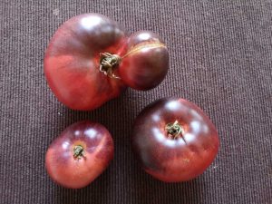 Tomate "Sibirischer Tiger"