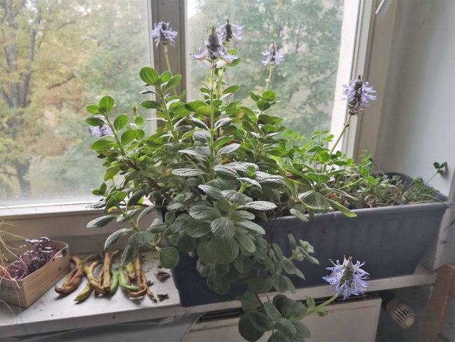 verpiss-dich-pflanze