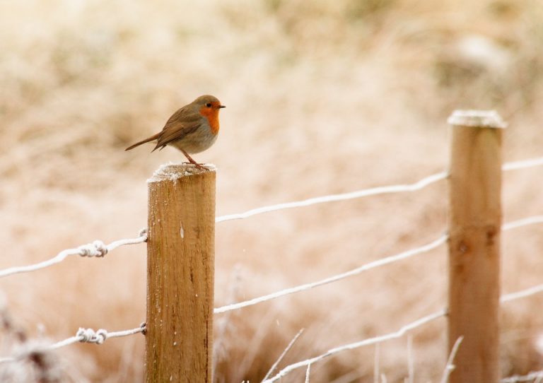 Vogel im Winter